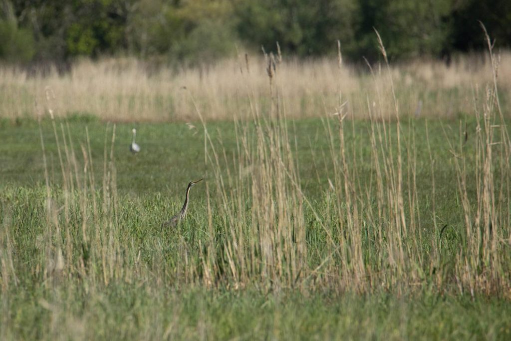 Héron pourpré dans les marais de Brière