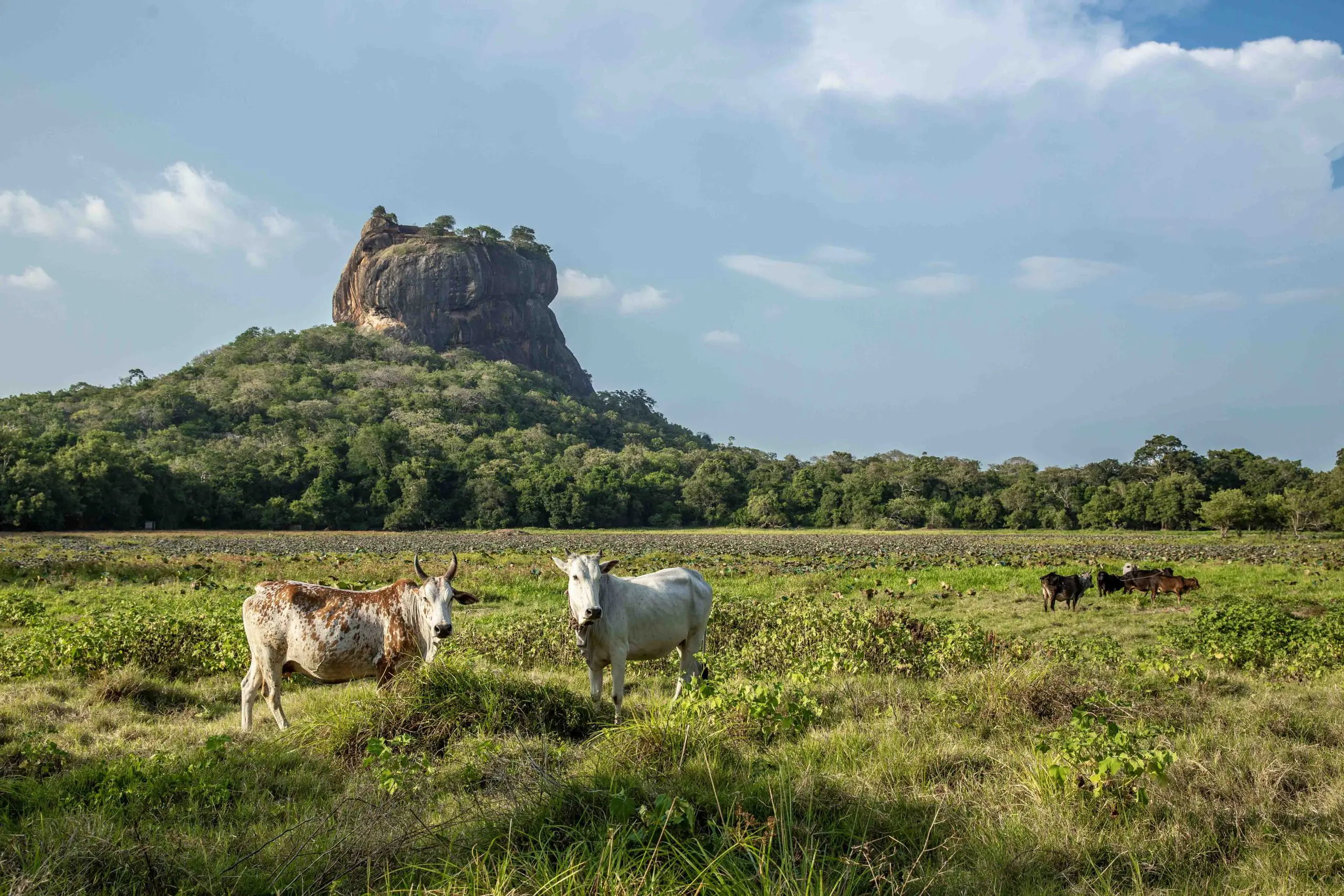 Rocher de Sigiriya, Sri Lanka