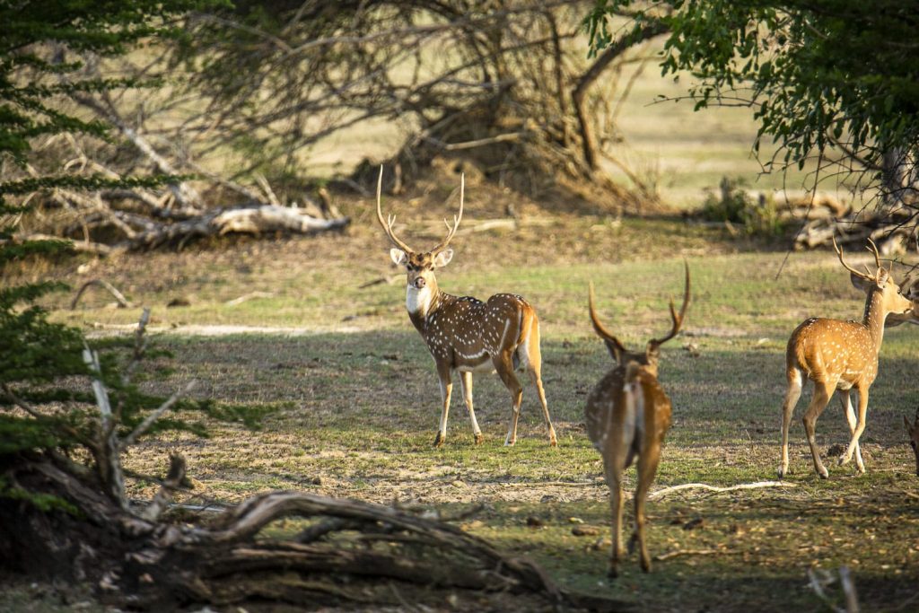 Cerf Axis, parc national de Kumana