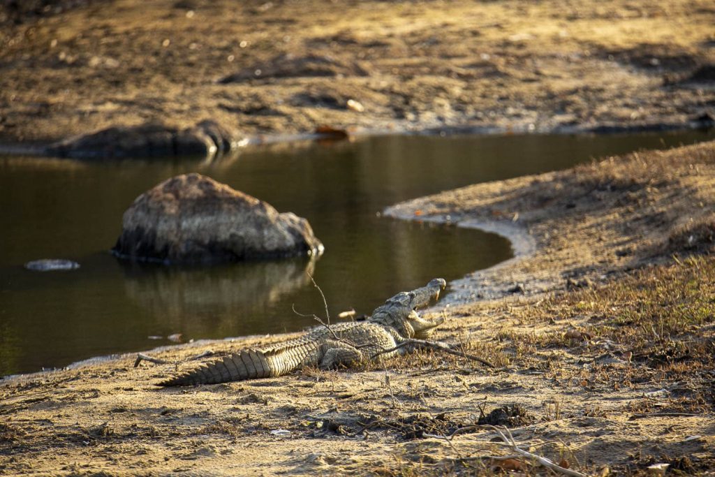 crocodile sri lanka