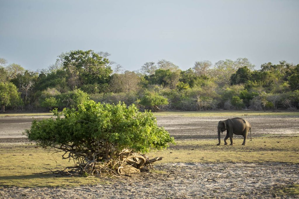 elephant asie kumana