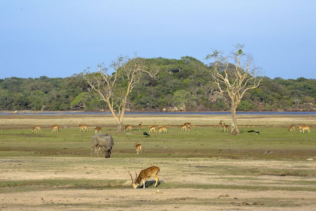 parc national de kumana