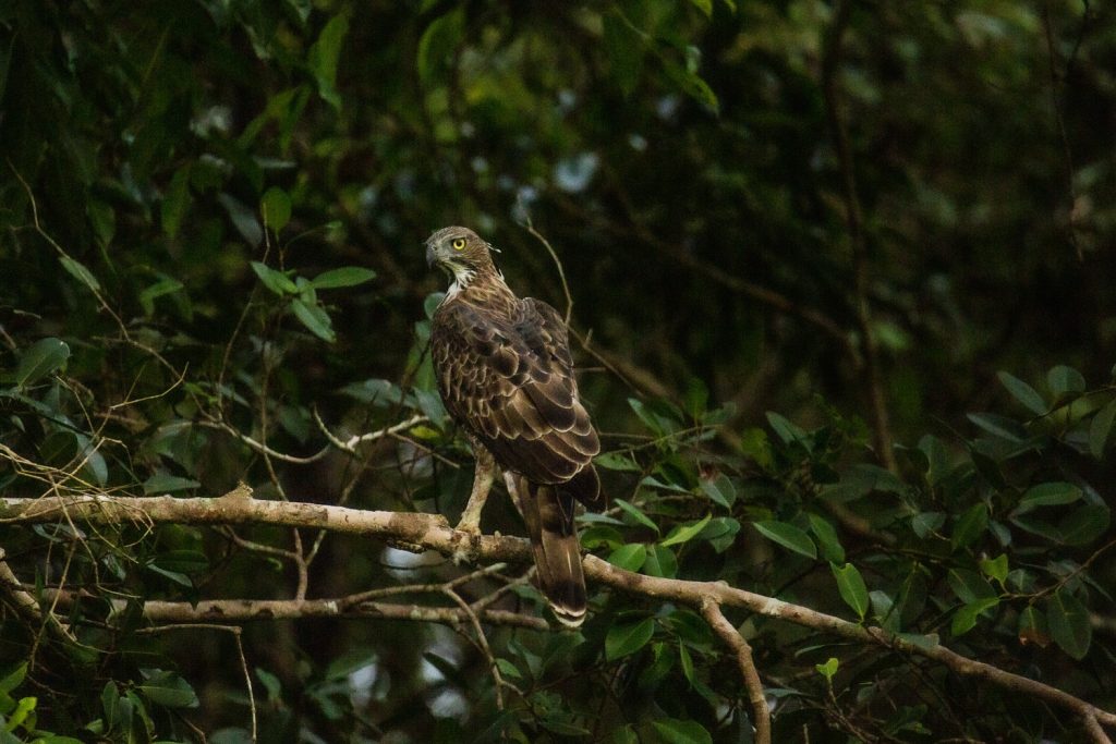 aigle-huppe-sri-lanka
