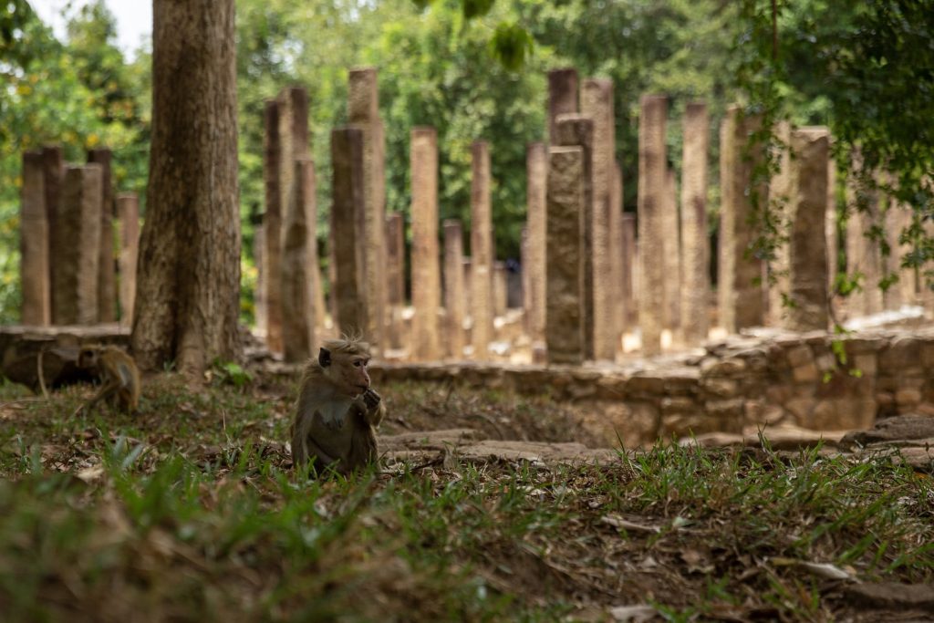 singe rajagala
