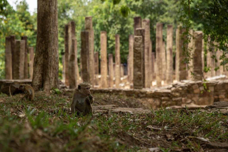 singe rajagala