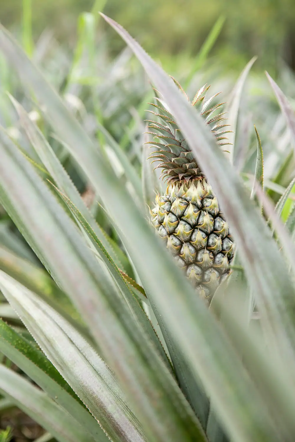 ananas phuket