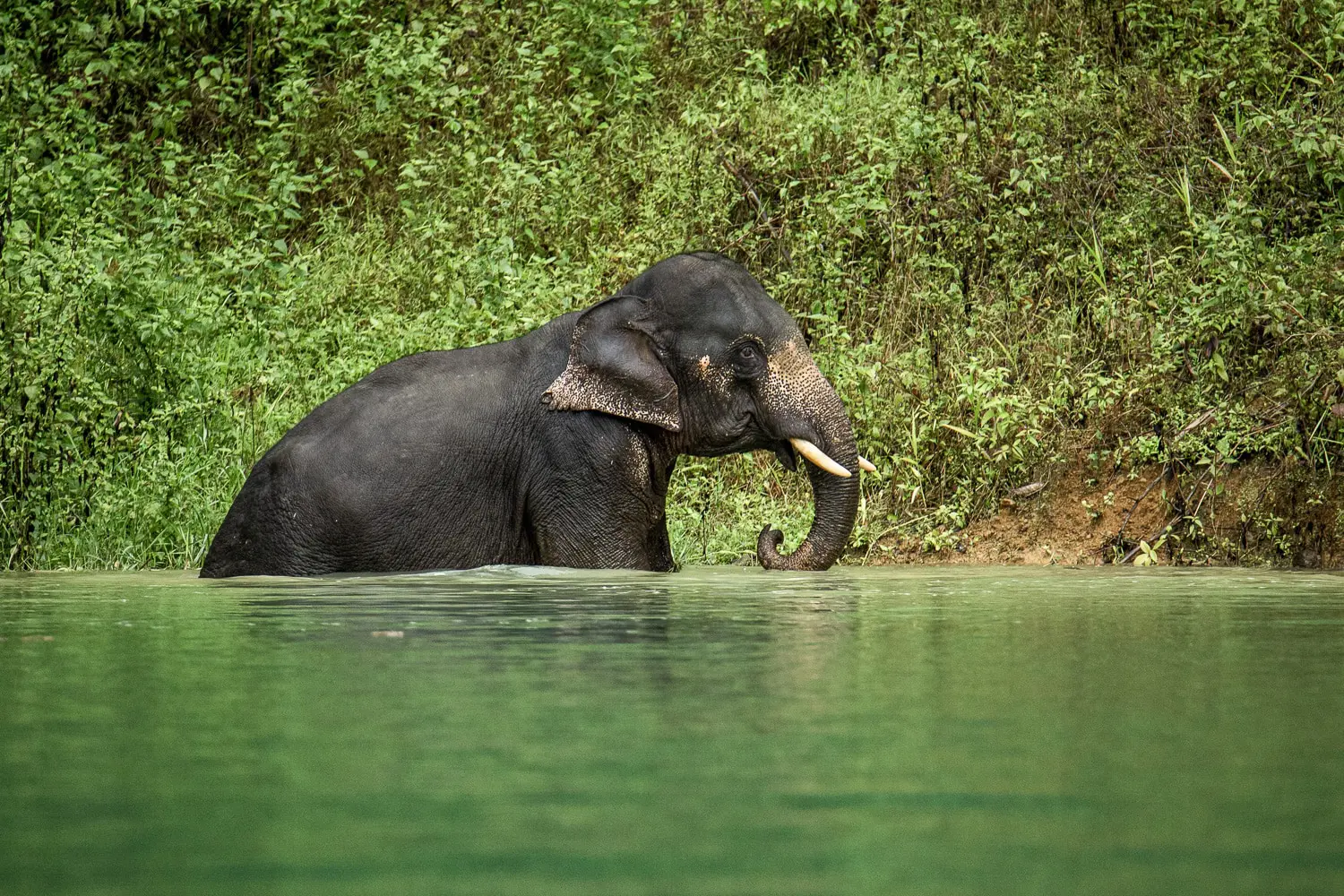 Elephant Khao Sok, Thaïlande
