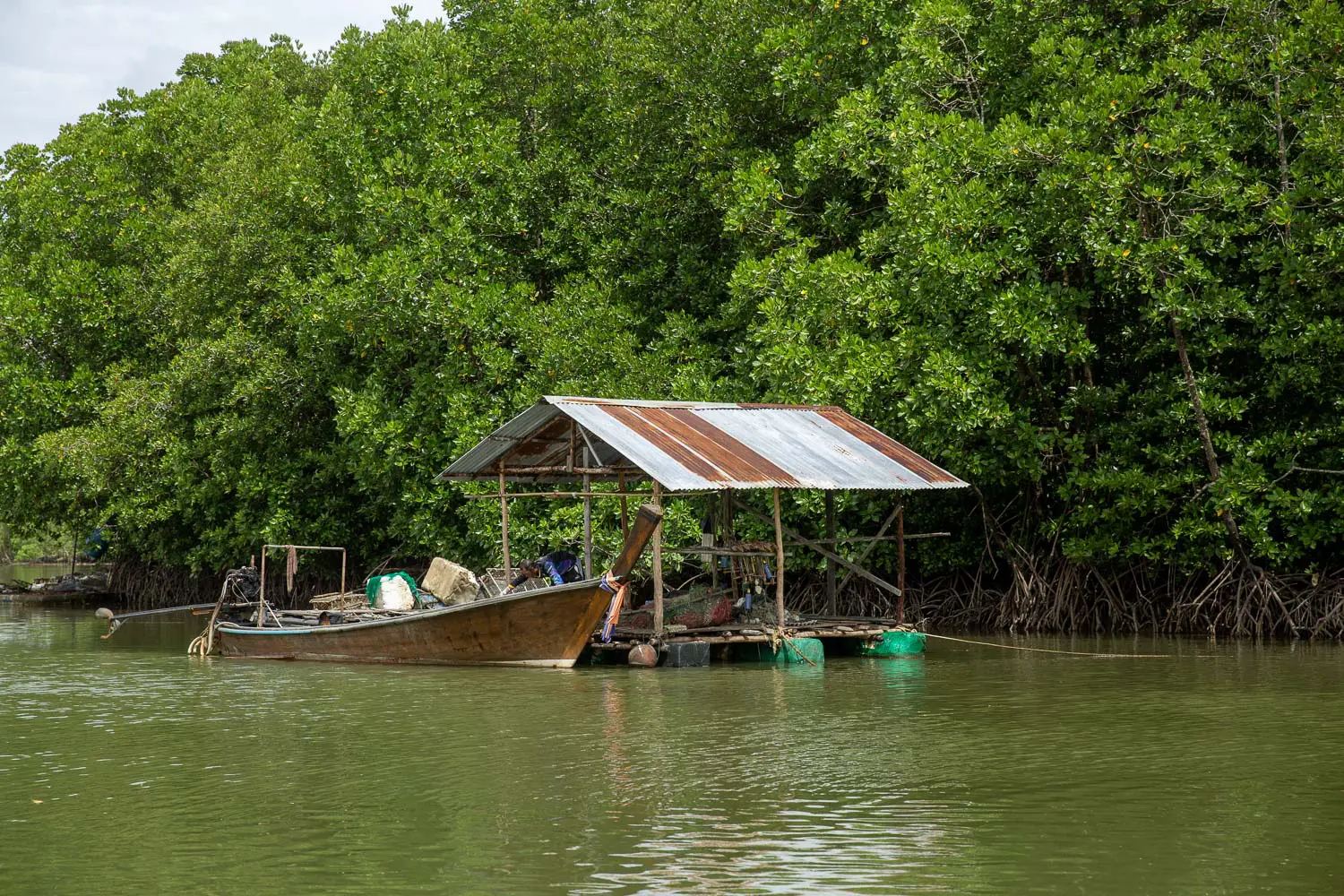 Mangrove bangrong