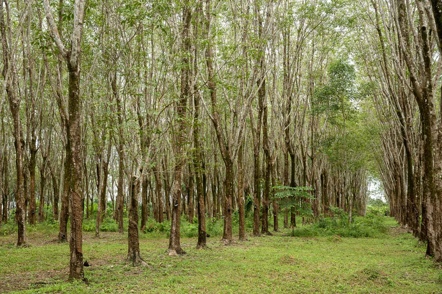 plantation hevea phuket