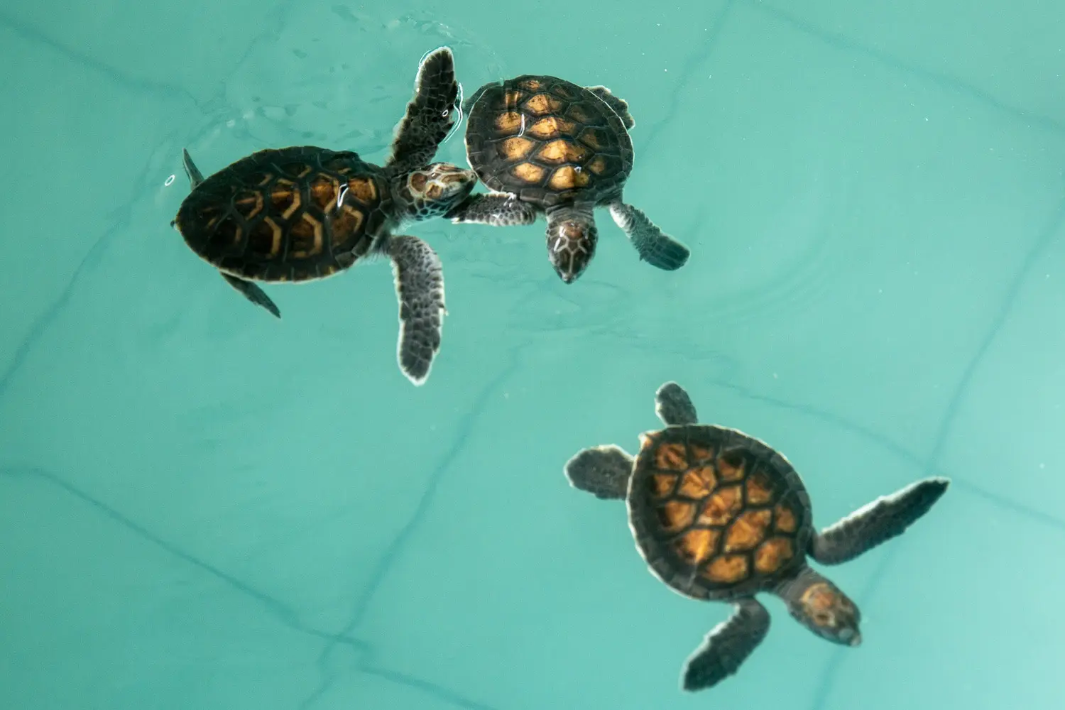 Tortues marines khao Lak