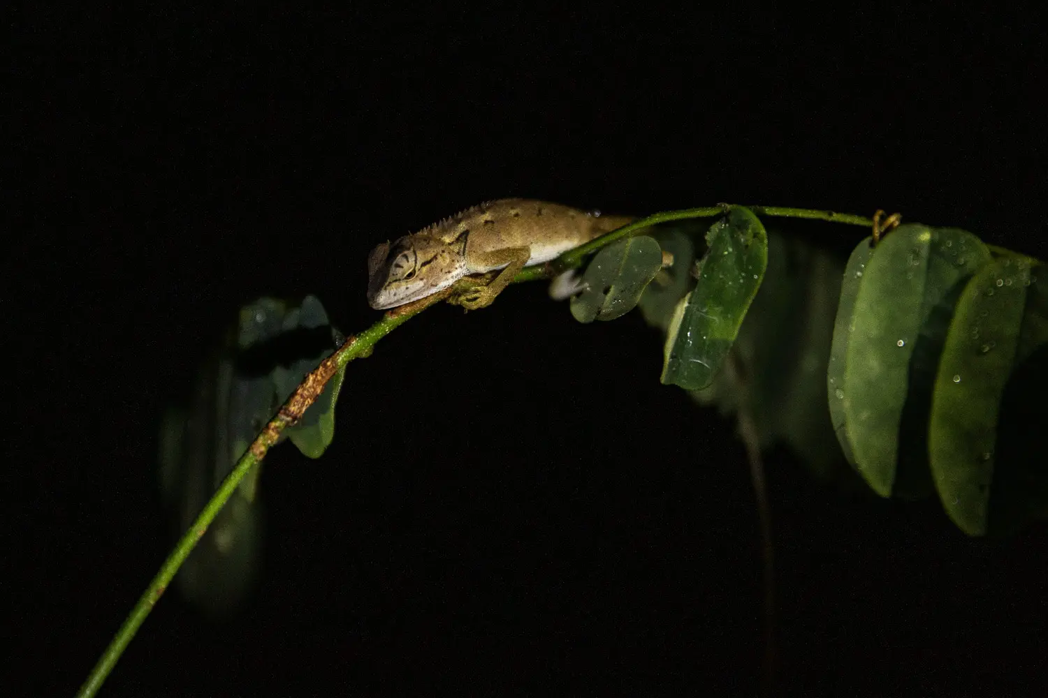 Lézard endormi sur une branche feuillue photographié dans une sortie nocturne dans le parc de Khao Sok