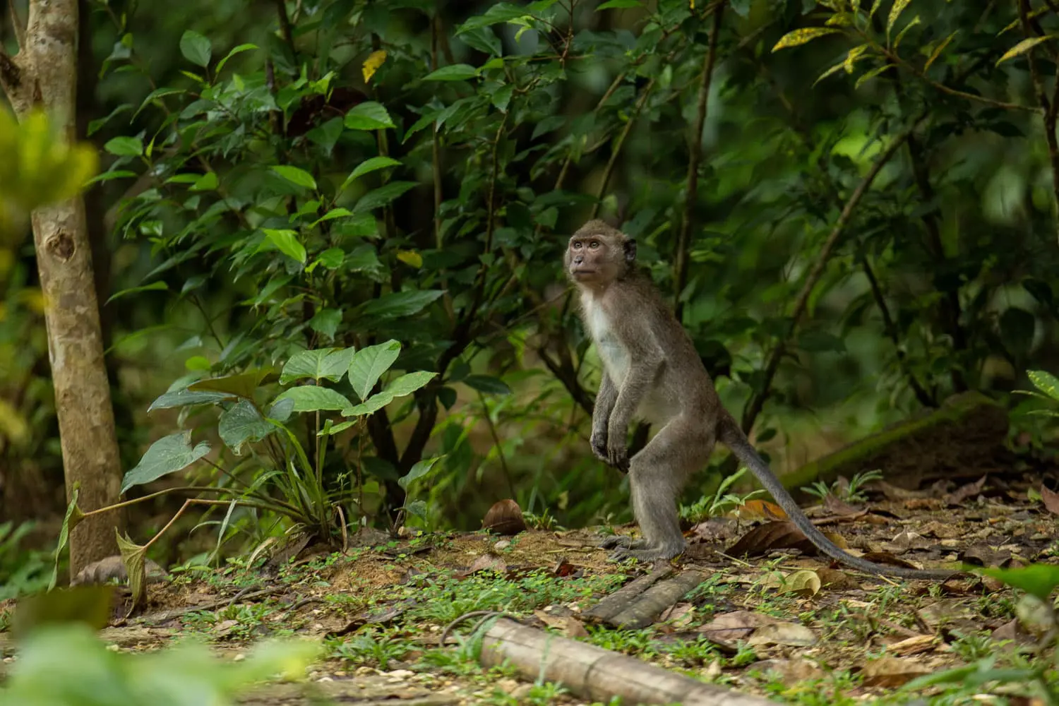 macaque longue queue Khao sok