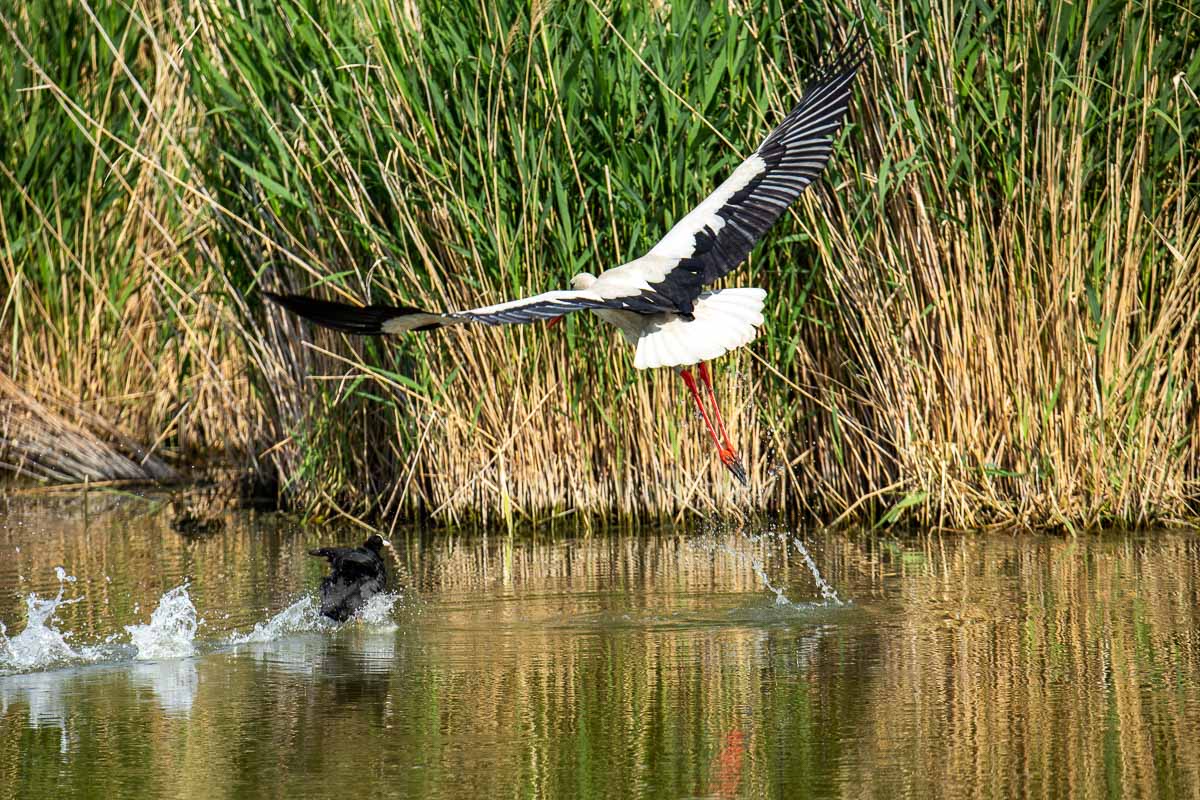 Attaque de cigogne sur un foulque Macroule