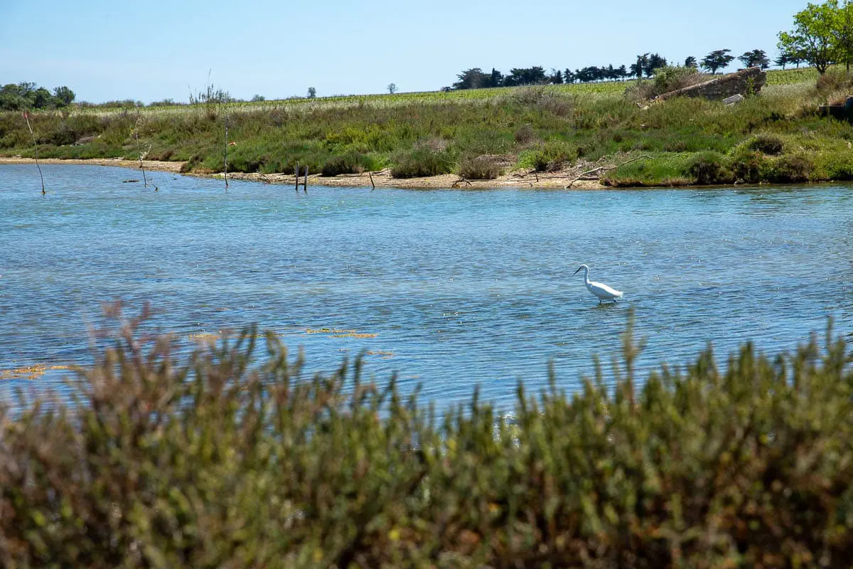 aigrette-garzette