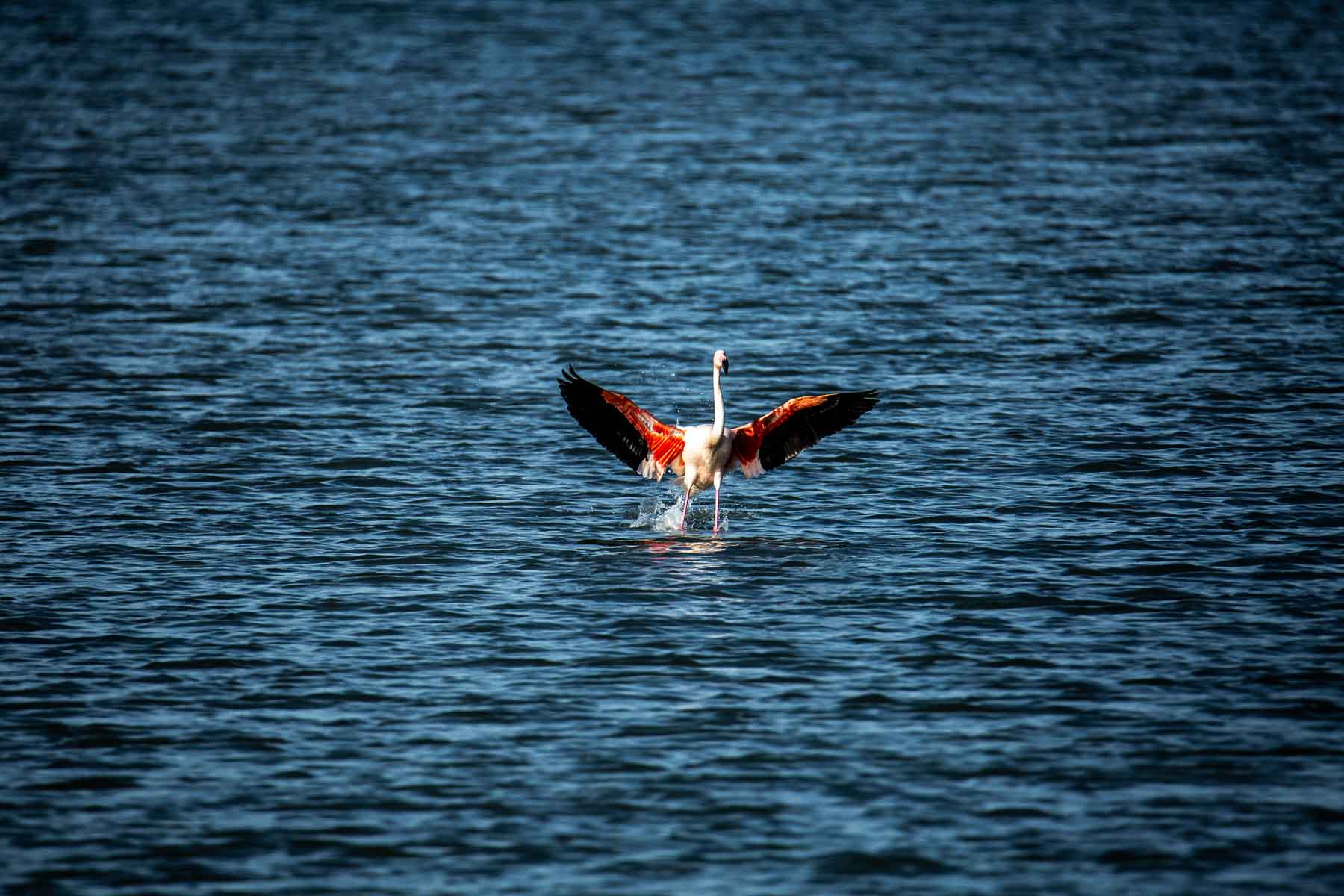 Amerrissage de Flamant rose sur l'étang d'Ingril dans l'Hérault