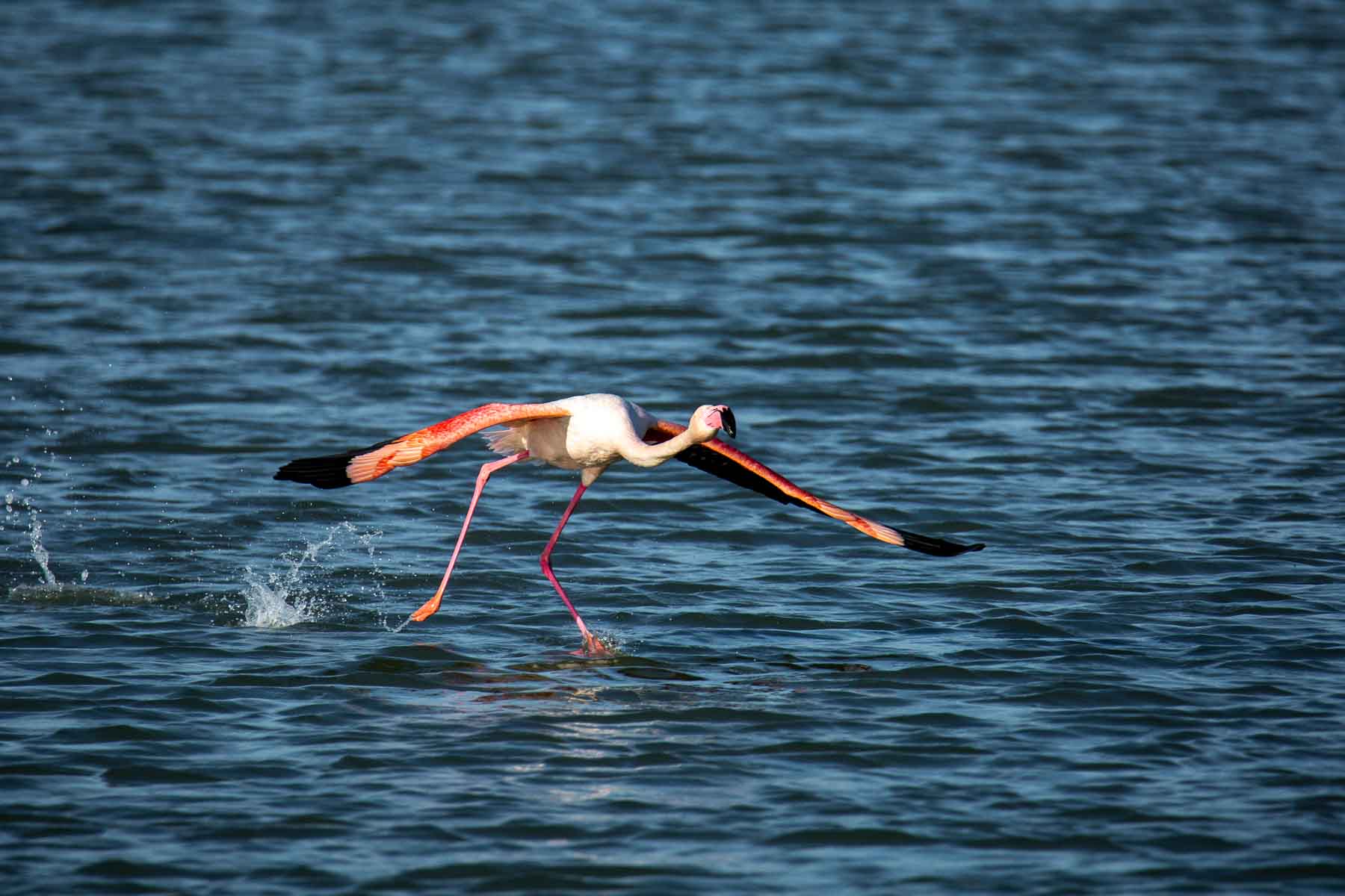 Envol d'un flamant rose sur l'étang d'Ingril
