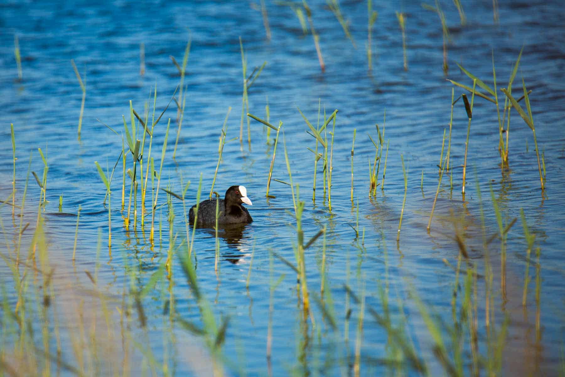 Foulque macroule (Fulica atra) dans la réserve du Bagnas