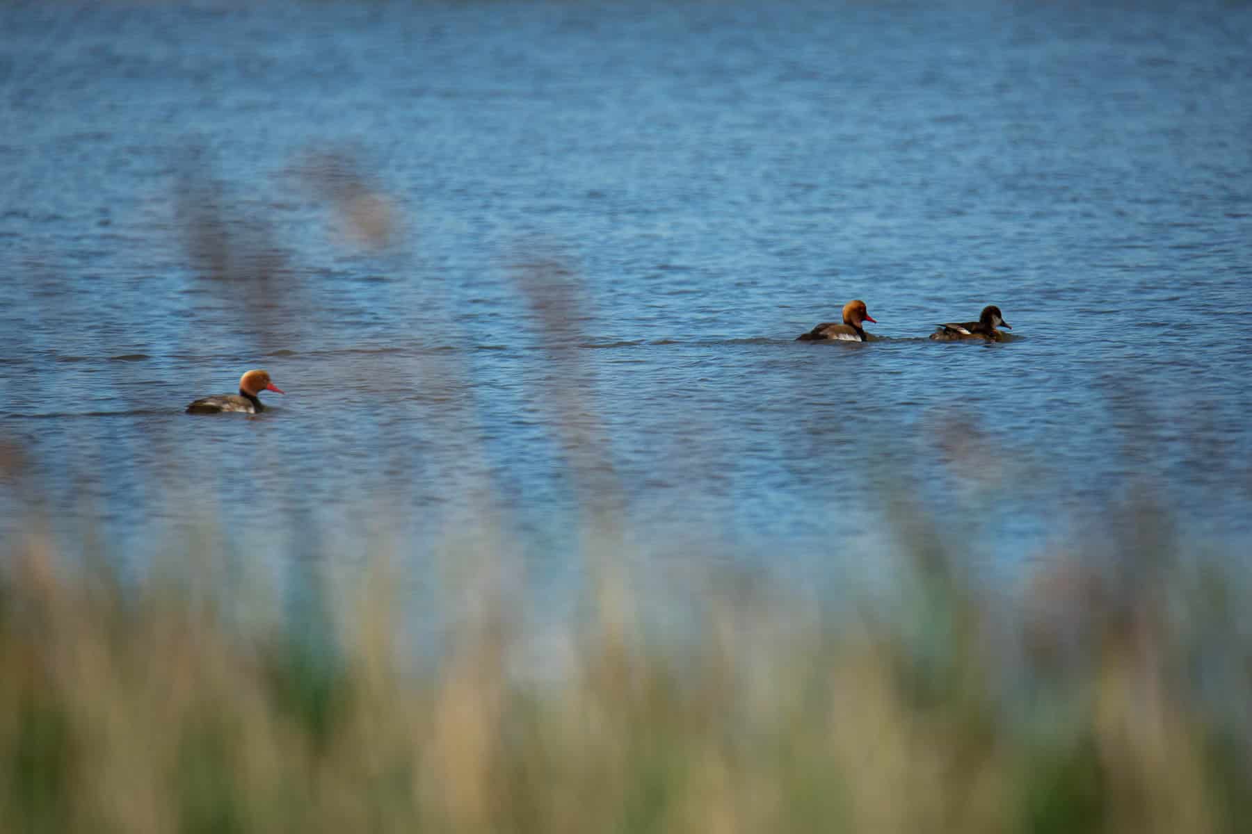 Nette rousse (netta rufina) dans la réserve du Bagnas