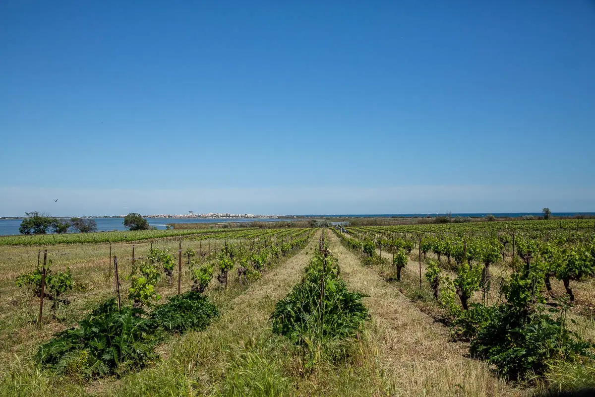vignes-maguelone-occitanie