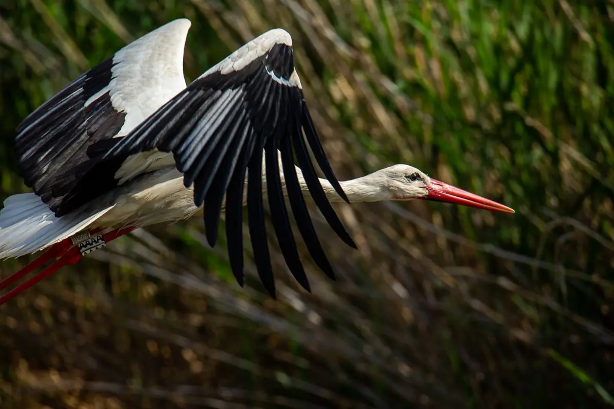 Cigogne blanche en vol dans l'Hérault