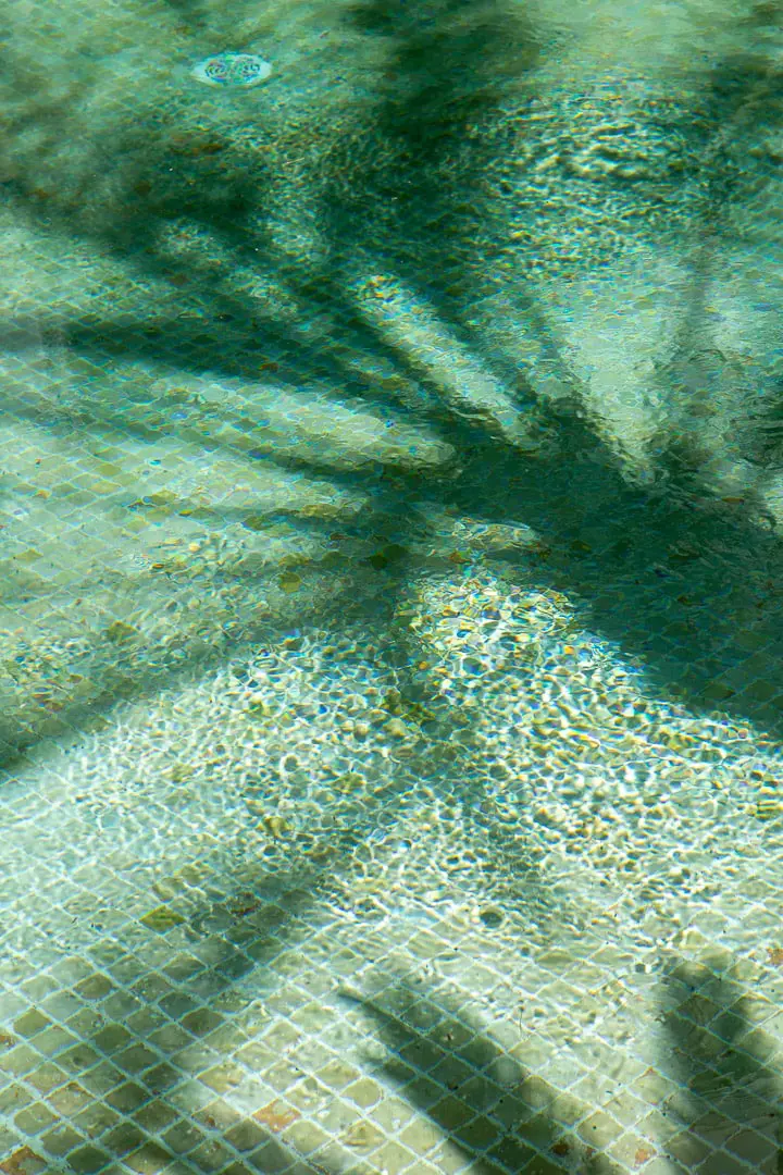 Reflets palmier dans une piscine de riad à Marrakech