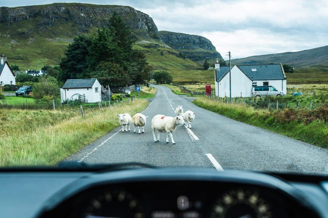 voiture de location sur les petites routes écossaises traversée par des moutons