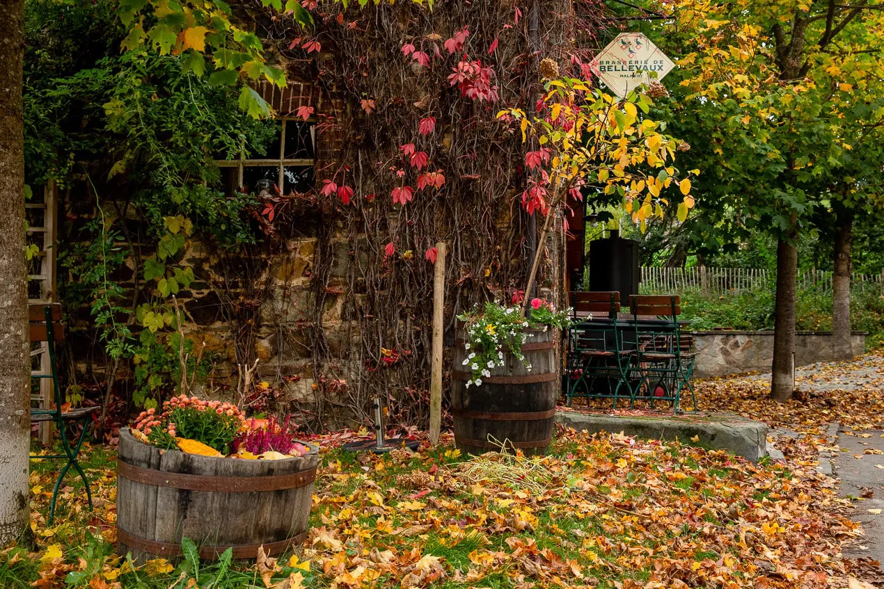Couleurs automnales sur les murs extérieurs de la microbrasserie de Bellevaux