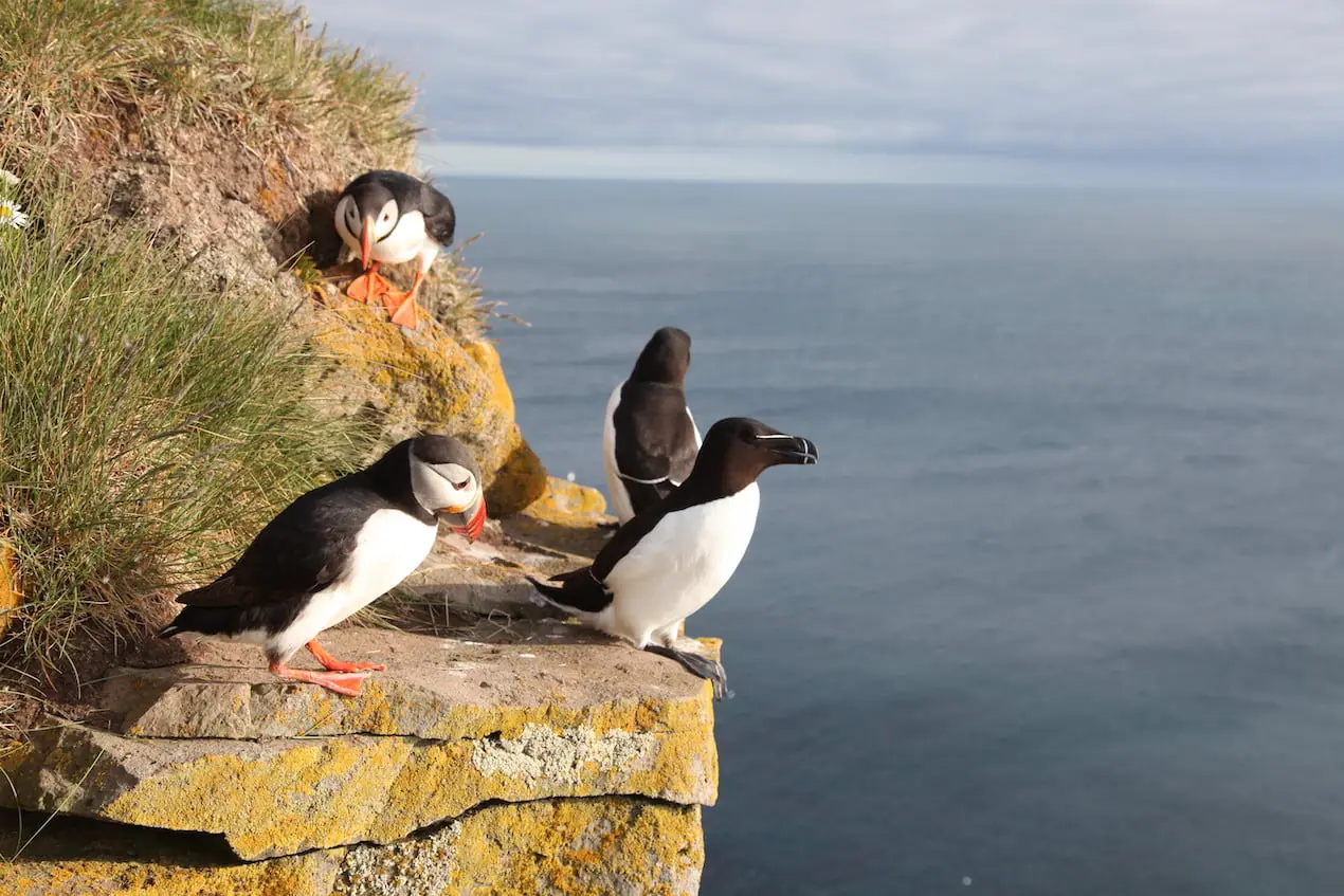 Macareux et pingouins torda sur une falaise en islande