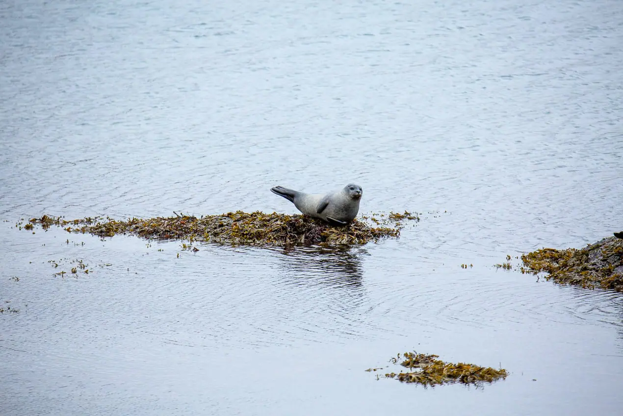 phoque dans les fjords d'Islande
