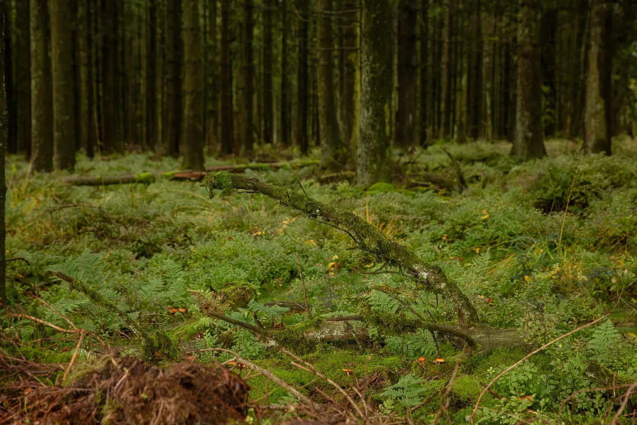 Sous-bois de conifères vers le signal de Botrange