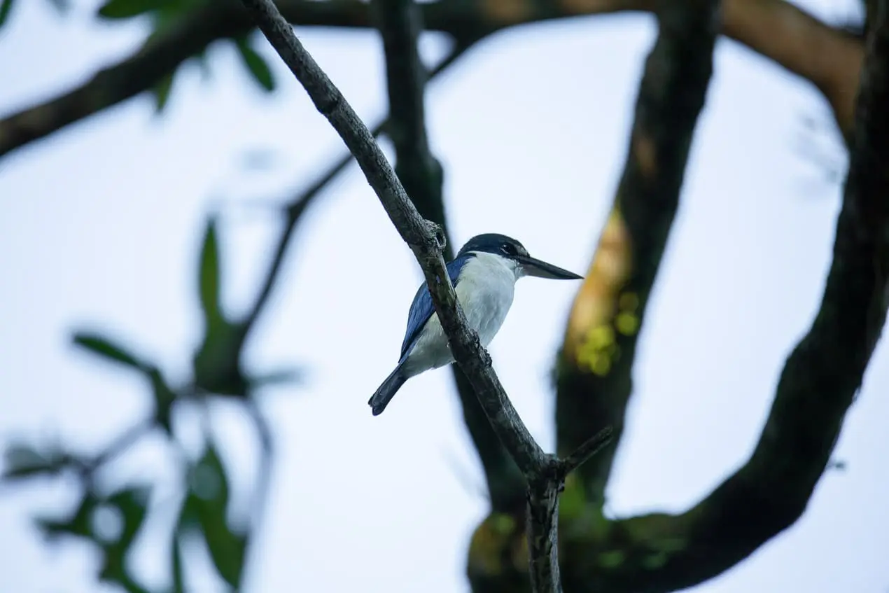 martin pêcheur dans un arbre en thailande