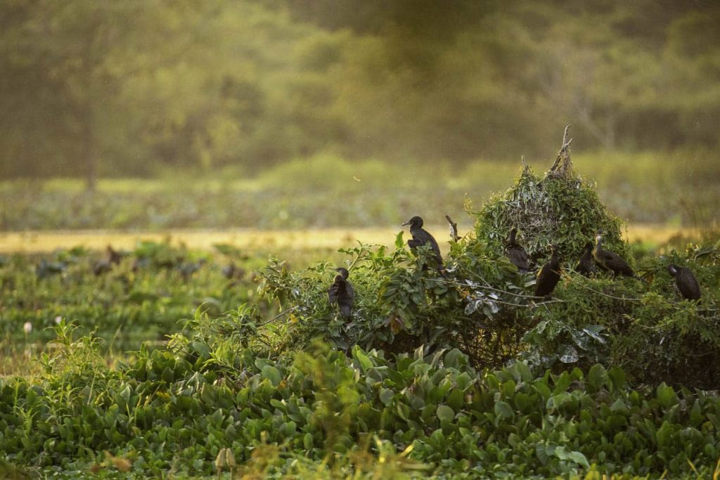 Nid de cormorans près de l'hotel Habarana dans le triangle culturel du Sri Lanka