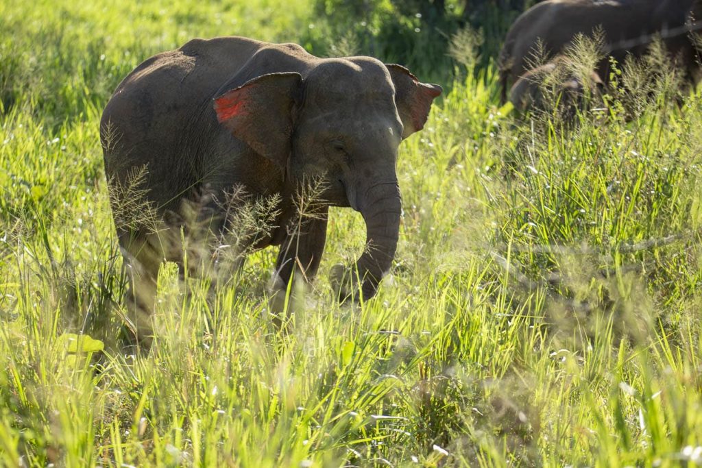 éléphanteau cherchant son chemin dans le bush du Hurulu Ecopark dans le triangle culturel du sri lanka