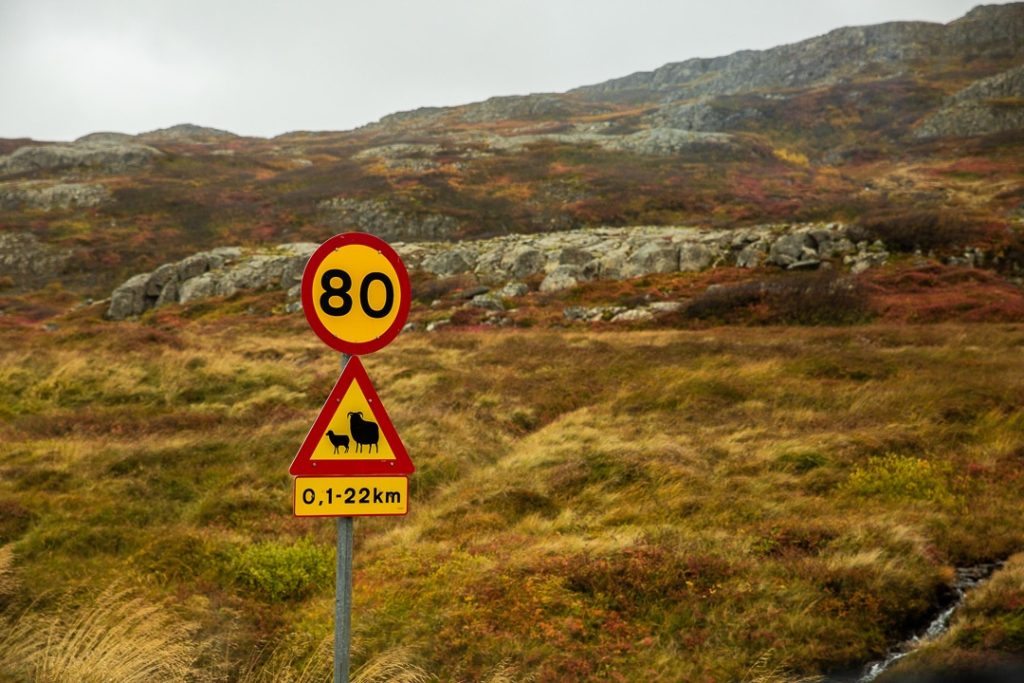 panneau triangulaire attention aux moutons en Islande sur une route aux couleurs chatoyantes d'automne