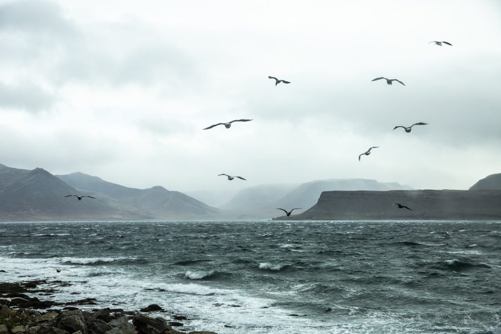 Brume et oiseaux survolant l'eau agitée d'un fjord