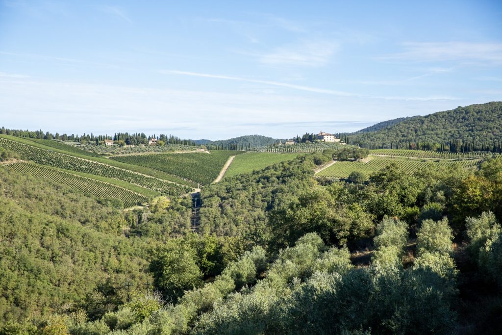 colline verdoyante parsemée de champs d'oliviers et de vignes dans le chianti