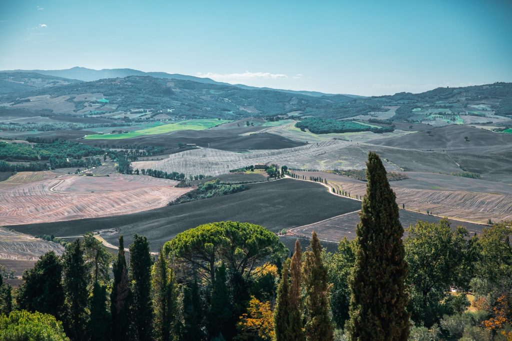 Cyprès et paysage d'automne du Val d'Orcia
