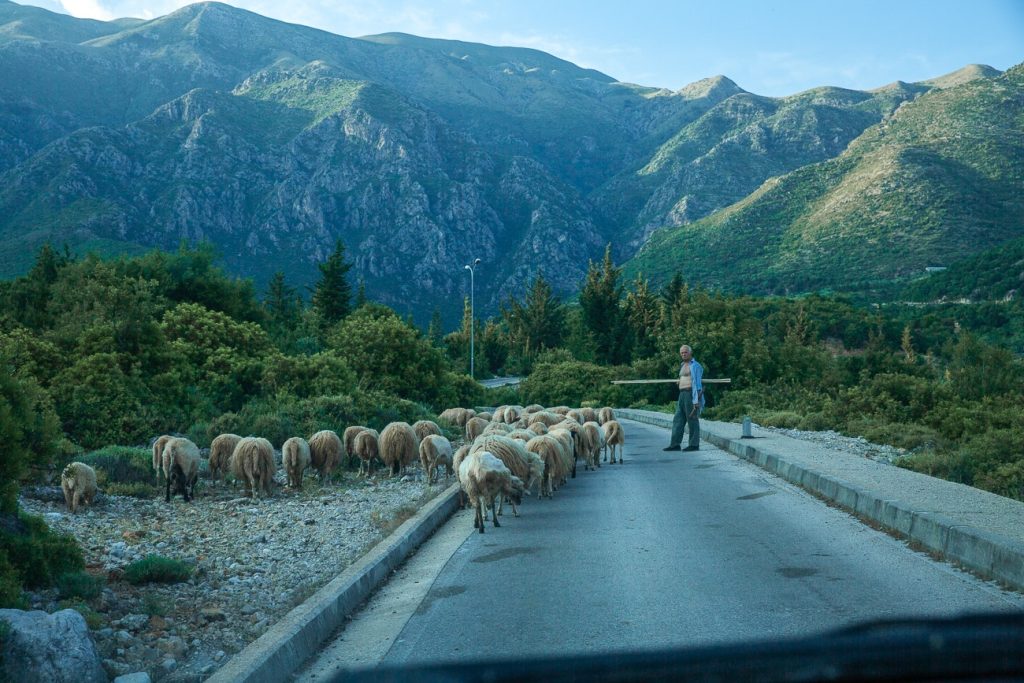 Un berger guide un troupeau de moutons sur une route étroite entourée de collines verdoyantes et de montagnes rocheuses en arrière-plan. La scène est paisible, capturant un moment rural authentique en pleine nature, probablement dans une région montagneuse de l'Albanie.