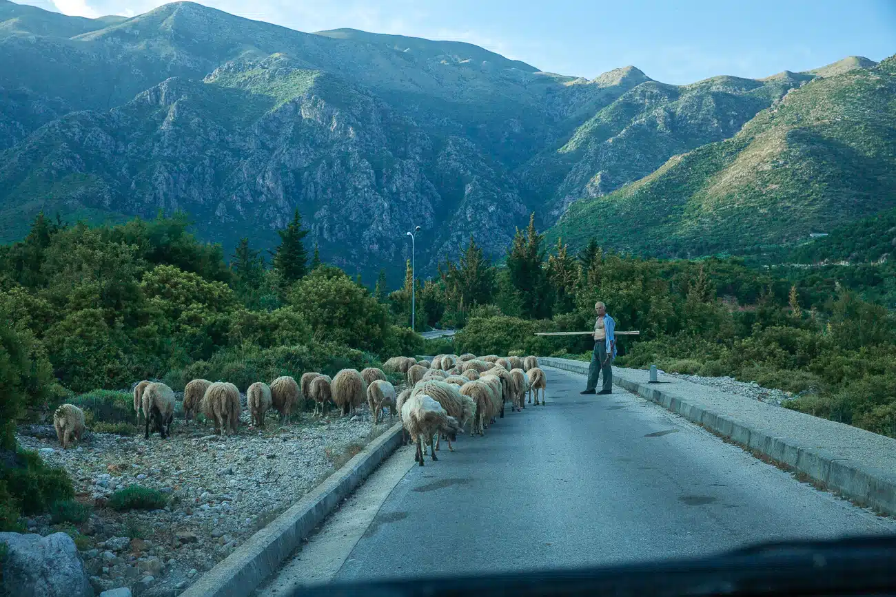 Un berger guide un troupeau de moutons sur une route étroite entourée de collines verdoyantes et de montagnes rocheuses en arrière-plan. La scène est paisible, capturant un moment rural authentique en pleine nature, probablement dans une région montagneuse de l'Albanie.