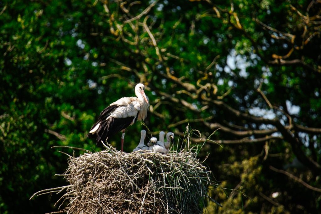 Cigogne et ses petits à la Maison de la nature, Oléron
