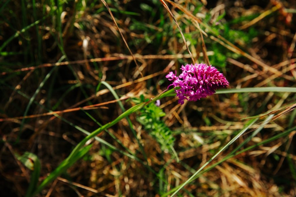 Orchidée sauvage à voir au printemps dans la réserve Moeze-oleron