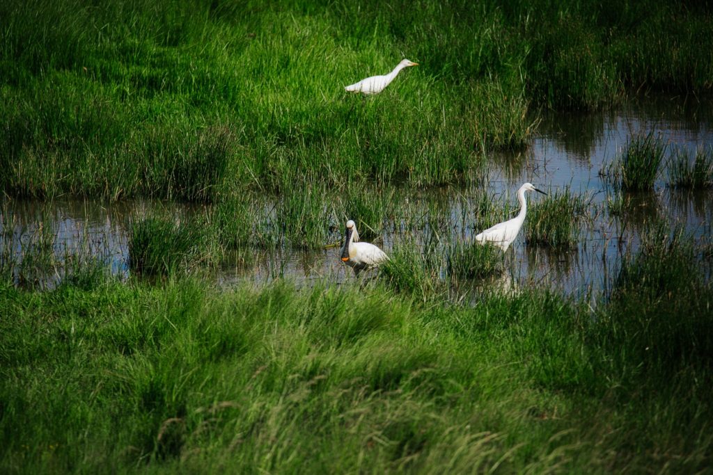Aigrette Garzette, spatule blanche et héron garde-boeuf se nourrissant dans les marais de Charente-maritime