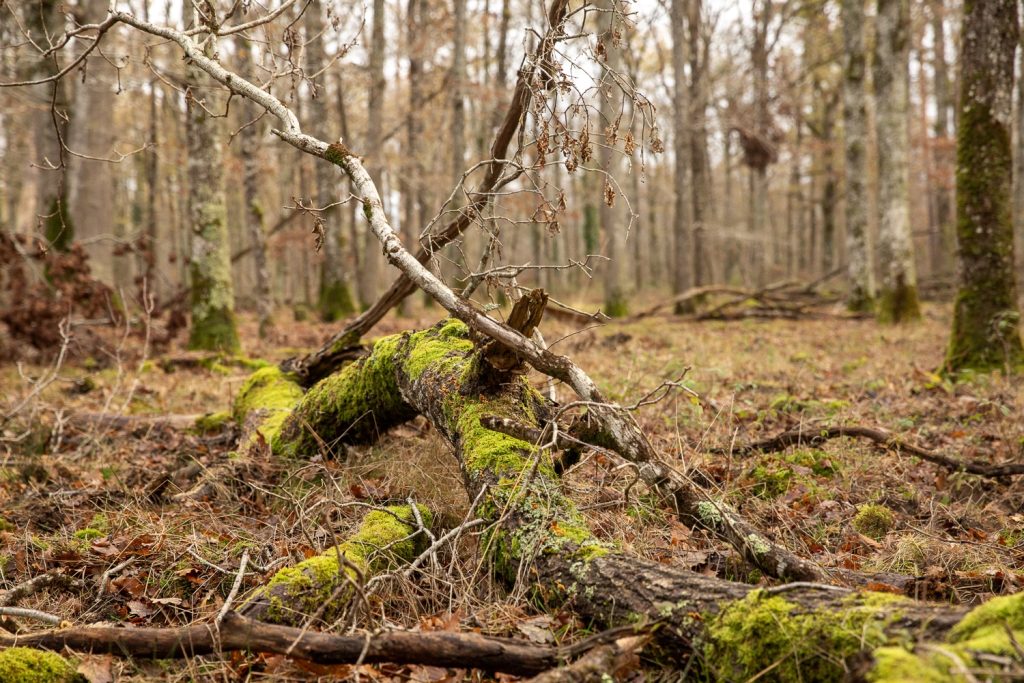 tronc d'arbre mort couvert de mousse dans un sous-bois