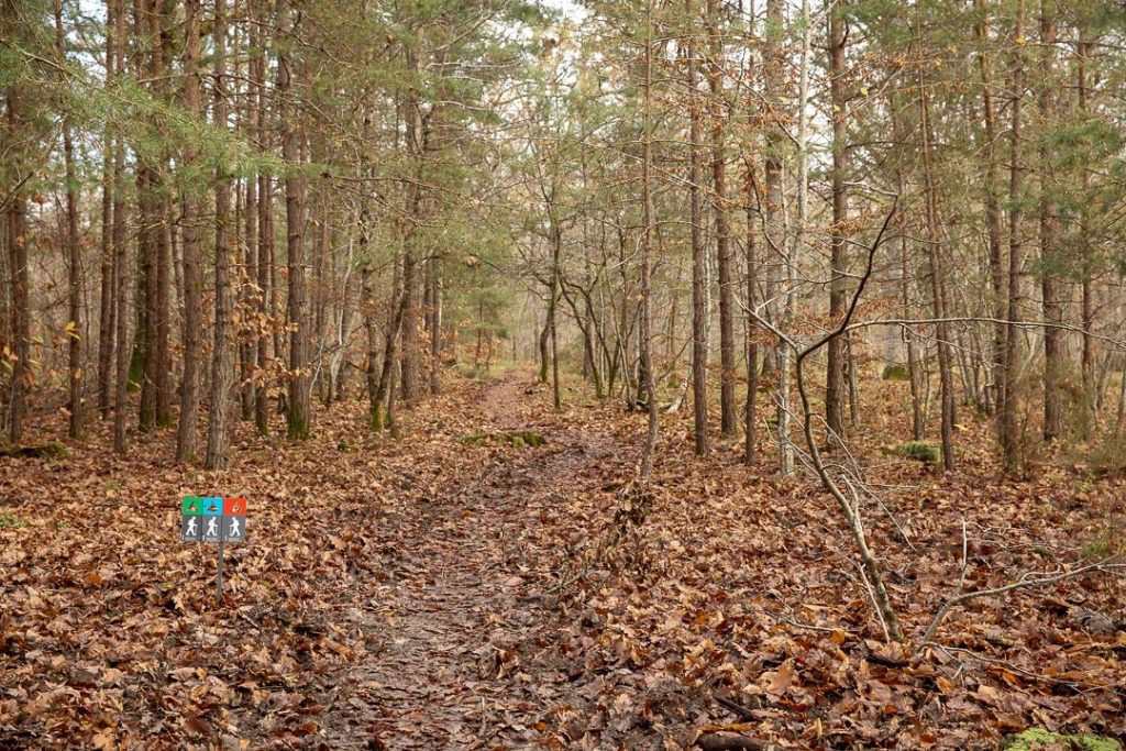 sentier de randonnée dans les sous-bois du domaine de chambord