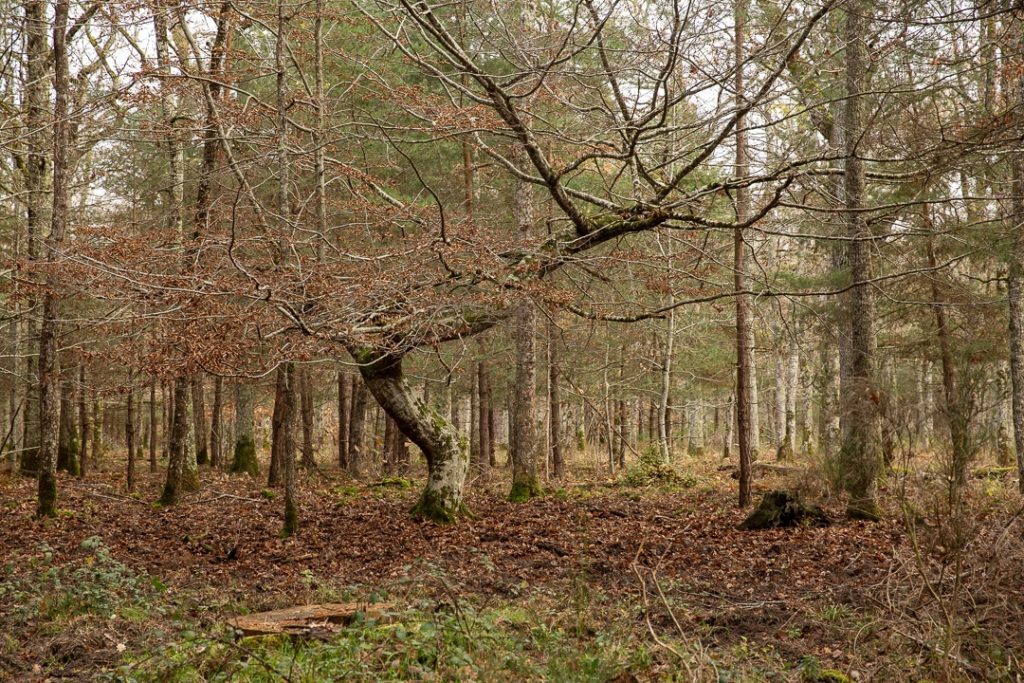 sous-bois hivernal à Chambord