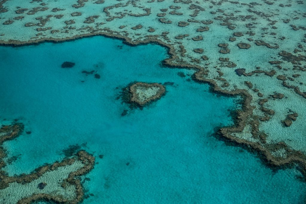 Coraux en forme de coeur sur la barrière de corail en Australie