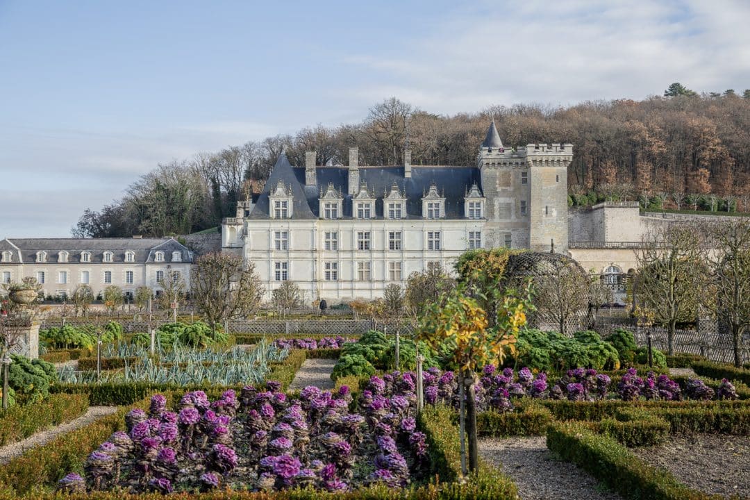 choux violets dans les jardins de Villandry à Noël