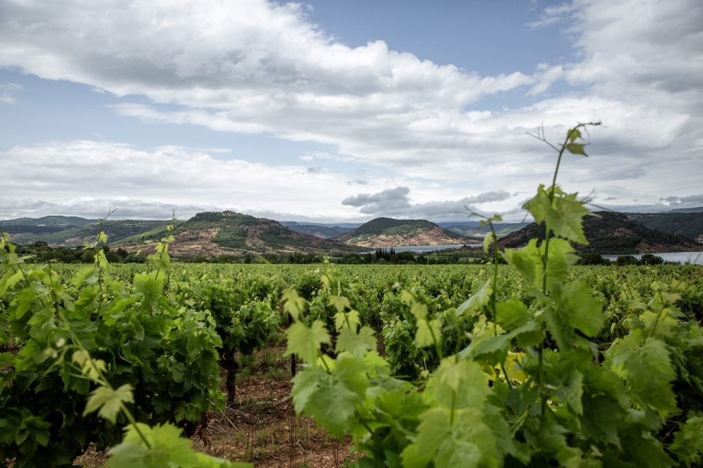 Vignes sur le lac du Salagou