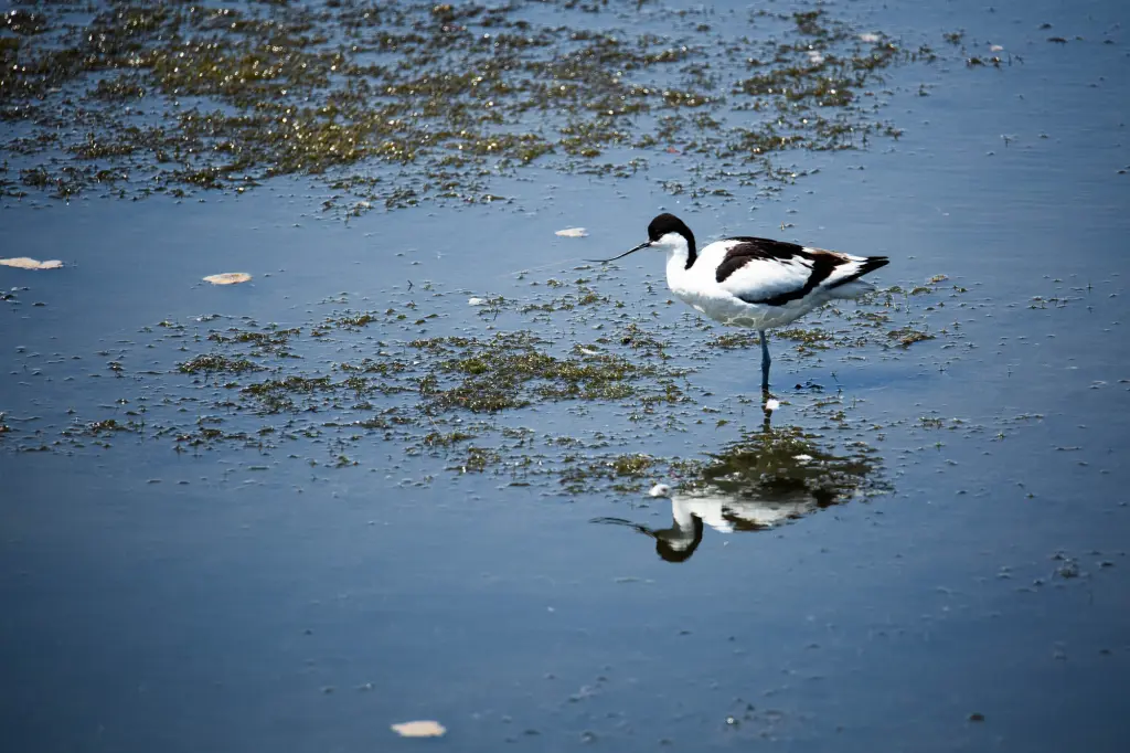 Avocette élégante au polder de Sébastopol