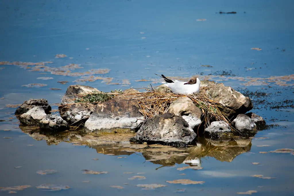 Mouette rieuse
